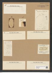 Diatomeae indet. Zeichnungen Sammlung Grunow Nr. 7765 (NHMW-BOT-W0376994)